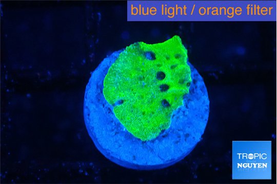 Montipora green 1 cm WYSIWYG acclimaté
