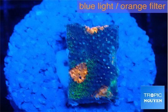Acanthastrea eruption 2 cm WYSIWYG acclimaté