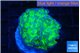 Euphyllia paraancora tango punch 3-5 cm WYSIWYG acclimaté