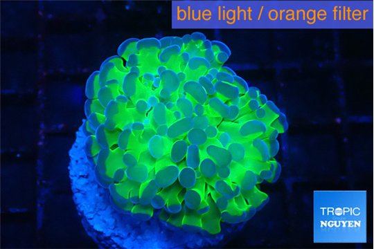 Euphyllia paraancora tango punch 3-5 cm WYSIWYG acclimaté