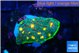 Echinophyllia rainbow premium 2-3 cm WYSIWYG acclimaté