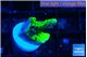 Montipora green 1 cm WYSIWYG acclimaté