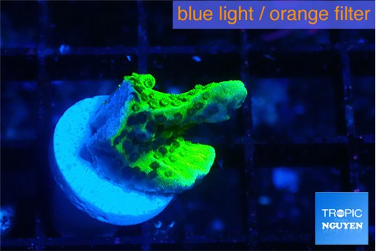 Montipora green 1 cm WYSIWYG acclimaté