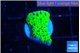 Montipora green 1 cm WYSIWYG acclimaté