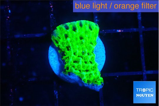 Montipora green 1 cm WYSIWYG acclimaté