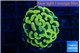 Euphyllia paraancora electro 3-5 cm WYSIWYG acclimaté