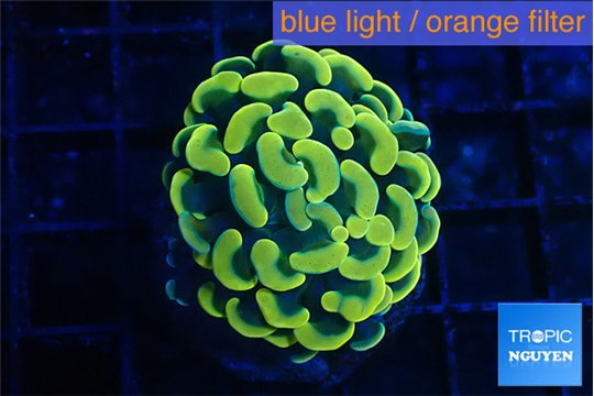 Euphyllia paraancora electro 3-5 cm WYSIWYG acclimaté