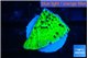 Montipora green 2 cm WYSIWYG acclimaté