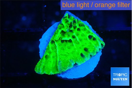 Montipora green 2 cm WYSIWYG acclimaté