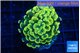 Euphyllia paraancora electro 3-5 cm WYSIWYG acclimaté