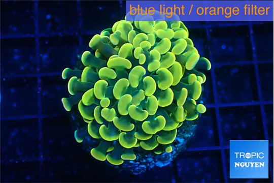 Euphyllia paraancora electro 3-5 cm WYSIWYG acclimaté
