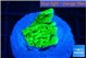 Montipora green 2 cm WYSIWYG acclimaté