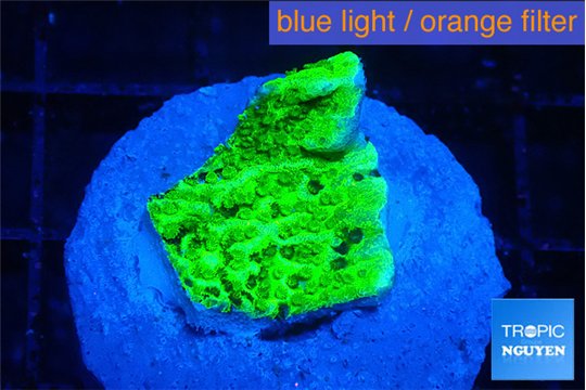 Montipora green 2 cm WYSIWYG acclimaté