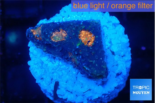 Acanthastrea eruption 2 cm WYSIWYG acclimaté