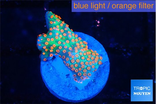 Montipora red fire forest 1-2 cm WYSIWYG acclimaté