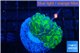 Euphyllia paraancora tango punch 3-5 cm WYSIWYG acclimaté