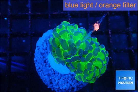 Euphyllia paraancora tango punch 3-5 cm WYSIWYG acclimaté