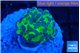 Euphyllia paraancora tango punch 2-4 cm WYSIWYG acclimaté