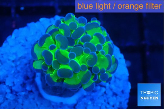 Euphyllia paraancora tango punch 2-4 cm WYSIWYG acclimaté