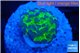 Euphyllia paraancora tango punch 2-4 cm WYSIWYG acclimaté