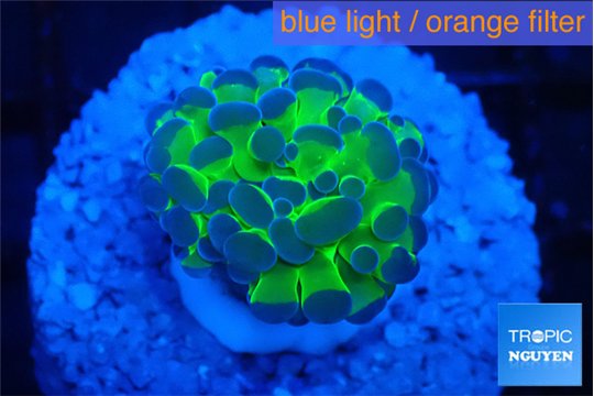 Euphyllia paraancora tango punch 2-4 cm WYSIWYG acclimaté