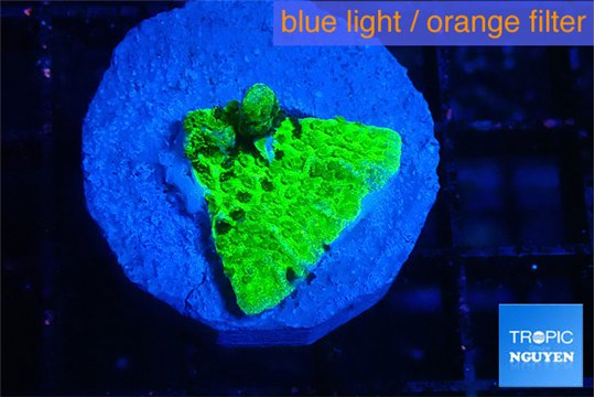 Montipora green 1-2 cm WYSIWYG acclimaté