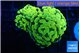 Euphyllia paraancora electro 3-6 cm WYSIWYG acclimaté