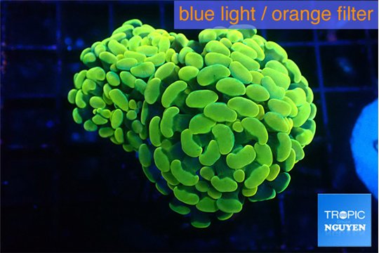 Euphyllia paraancora electro 3-6 cm WYSIWYG acclimaté