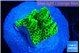 Montipora green 2 cm WYSIWYG acclimaté