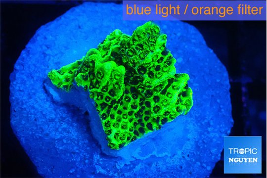 Montipora green 2 cm WYSIWYG acclimaté