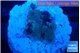 Favia purple blue 1-2 cm WYSIWYG acclimaté