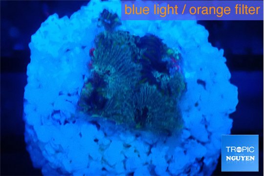 Favia purple blue 1-2 cm WYSIWYG acclimaté