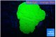 Montipora green cap 2-3 cm WYSIWYG acclimaté