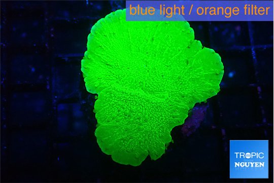 Montipora green cap 2-3 cm WYSIWYG acclimaté
