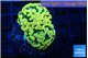 Euphyllia paraancora electro 3-6 cm WYSIWYG acclimaté