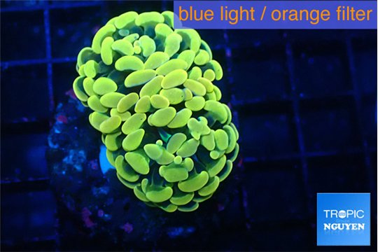 Euphyllia paraancora electro 3-6 cm WYSIWYG acclimaté