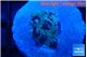 Favia purple blue 1-2 cm WYSIWYG acclimaté