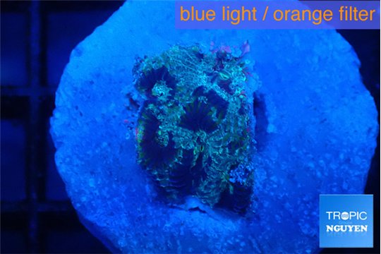 Favia purple blue 1-2 cm WYSIWYG acclimaté