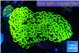 Euphyllia ancora green gold 8-14 cm WYSIWYG acclimaté