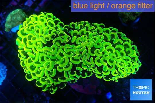 Euphyllia ancora green gold 8-14 cm WYSIWYG acclimaté