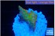 Montipora red fire forest 1-2 cm WYSIWYG acclimaté