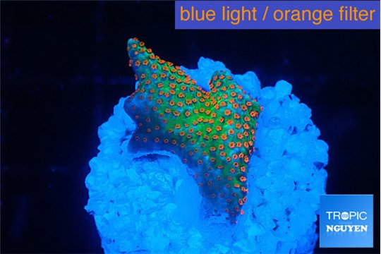 Montipora red fire forest 1-2 cm WYSIWYG acclimaté