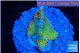 Montipora red fire forest 2 cm WYSIWYG acclimaté