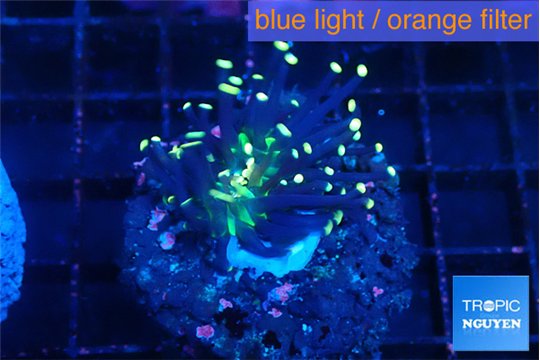 Euphyllia glabrescens joker golden tip 3-6 cm WYSIWYG acclimaté