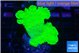 Monipora green cap 3-4 cm WYSIWYG acclimaté