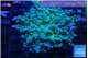 Euphyllia paradivisa green sunset 5-8 cm WYSIWYG acclimaté