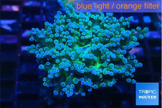 Euphyllia paradivisa green sunset 5-8 cm WYSIWYG acclimaté
