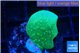 Pavona green 2 cm WYSIWYG acclimaté