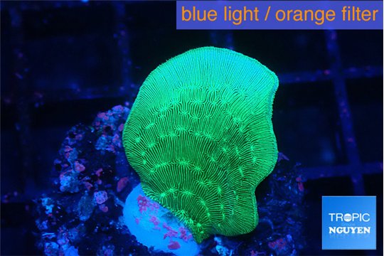 Pavona green 2 cm WYSIWYG acclimaté