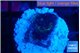 Favia purple blue 1-2 cm WYSIWYG acclimaté